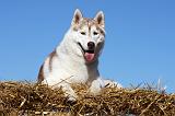 SIBERIAN HUSKY 695